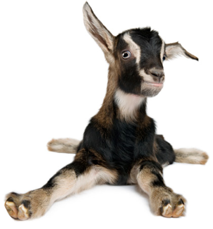 GOAT